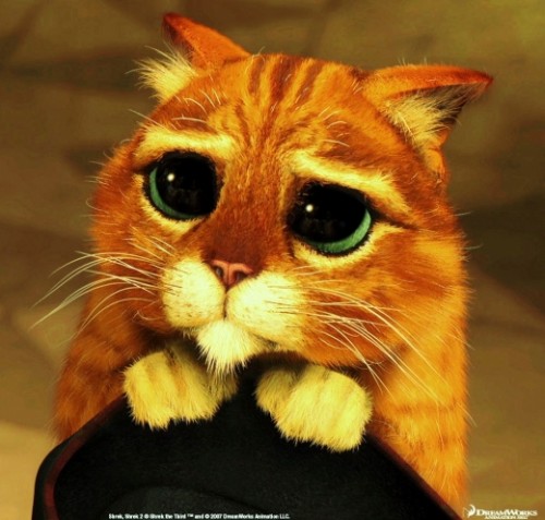 beg cat