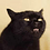 dr.cat1337 dr.cat1337